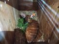 Karantina Surabaya Pastikan Sitatunga Sehat Berlayar ke Kalimantan