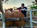 Sapi Pejantan Asal Australia Menjalani Masa Karantina