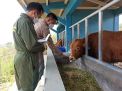 Dinyatakan Sehat, Sapi Pejantan Impor Asal Australia Dibebaskan