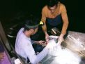 Tambang Ilegal di Perairan Keranggan Ditertibkan
