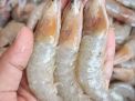 Cara dan Syarat Permohonan Ekspor Udang Vaname