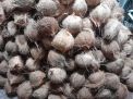 Penipuan Jual Beli Kelapa Berujung Laporan ke Polres Madiun