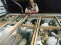 Cegah Stres Perjalanan, Hewan Harus Gunakan Kandang Khusus Saat di Kapal