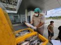 Ribuan Kilogram Ikan Asal Kapuas Hulu Penuhi Pasar Malaysia