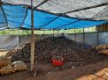 RENG TANI Farmer Community Siap Beli Hasil Panen Porang dari Petani