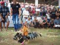 Desa Kendalrejo Dijadikan Pusat Judi Sabung Ayam di Kabupaten Trenggalek