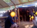 Judi Sabung Ayam di Kelurahan Wates Nlai Taruhan Jutaan Rupiah