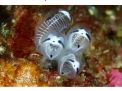 Jepang Menemukan Makhluk Mirip Panda dari Kedalaman Laut!