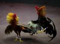 Judi Sabung Ayam di Desa Kedung Ombo Dibiarkan Buka