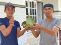 Konsisten Jadi sekolah Adiwiyata, SDIT AL-HUDA Bawean Gunakan Daun Jati Untuk Wadah Daging Qurban