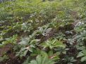 Kebun Porang Pak Haji Sugiono Seluas 60 Hektar