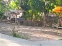 Menelisik Aktivitas Judi Sabung Ayam di Desa Pagerluyung