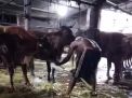 Kecamatan Krian Jadi Sarang Sapi Gelonggongan