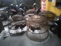 Polres Mojokerto Tangkap 3 Orang Terlibat Judi Sabung Ayam