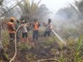 Kebakaran Hutan di Desa Karang Agung