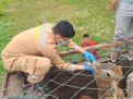 Karantina Riau Disinfeksi 75 Ekor Sapi
