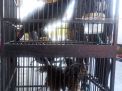 Karantina Surabaya Tahan Burung Tuwu Asal Malaysia