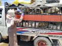 Karet Asal Sultra Sehat Dapat Dilalulintaskan Menuju Sulsel