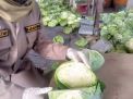 Kubis Indonesia Penuhi Kebutuhan Pasar Taiwan