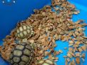 Kura kura Sulcata Diminati Masyarakat Pulau Alor