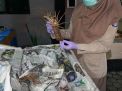 Ratusan Ekor Lobster Kalimantan Berangkat ke Ibu Kota