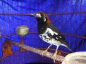 Burung Murai Milik Ali Pernah Ditawar Rp 40 Juta