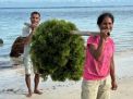 Hasil Panen Budi Daya Rumput Laut di NTT Didukung Platform Agree