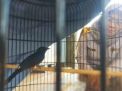 Samurai X, Burung Murai Batu Seharga Rp 100 Juta dari Lombok