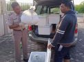 Karantina Aceh Satpel Langsa Sertifikasi Induk Udang Windu ke Surabaya