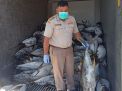 Puluhan Ton Tuna dan Cakalang Beku Asal Bacan Penuhi Pasokan Ibu Kota