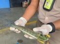 Ribuan Ekor Udang Belalang Sumatera Selatan Dikirim ke Jakarta
