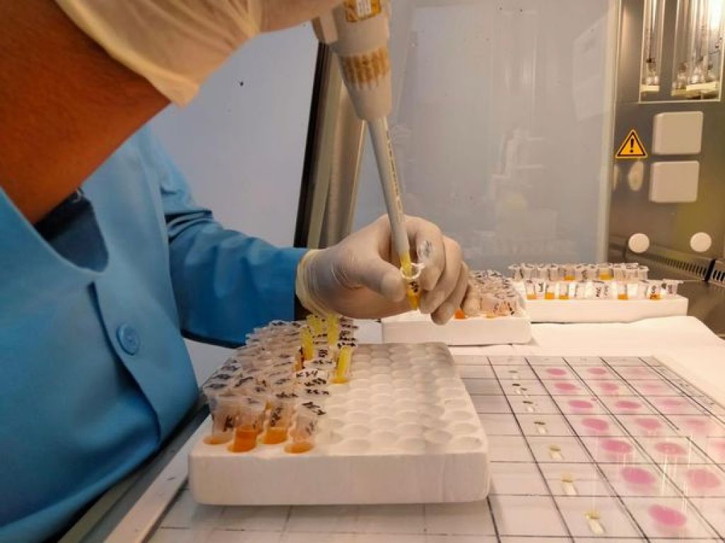 Pengujian terhadap Brucellosis.