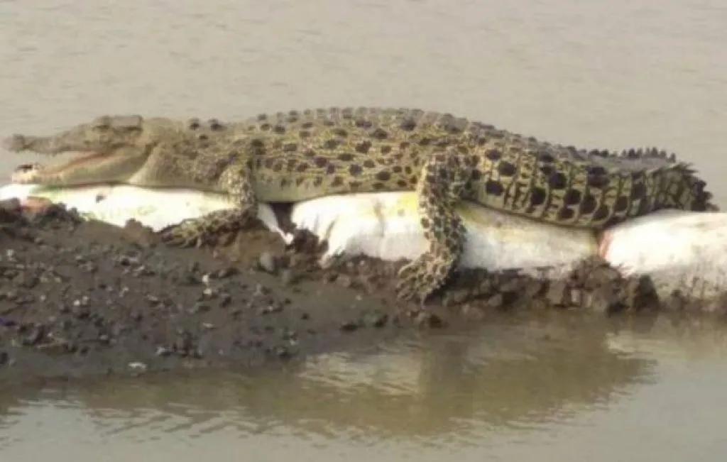 Bocah 13 Tahun yang Diterkam Buaya di Sungai Kapuas Ditemukan Tewas