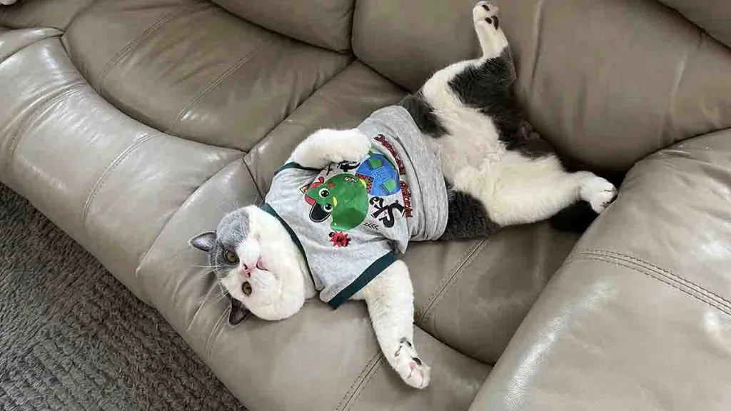 Kucing Juga Bisa Dapat Cuan dari Shopee