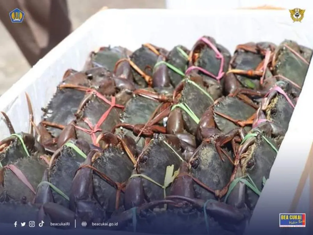 Puluhan Kilogram Kepiting Asal Balikpapan Diekspor ke Singapura
