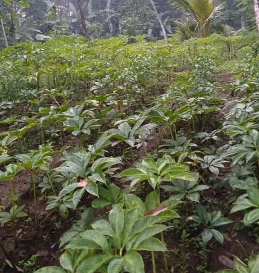Kebun Porang Pak Haji Sugiono Seluas 60 Hektar
