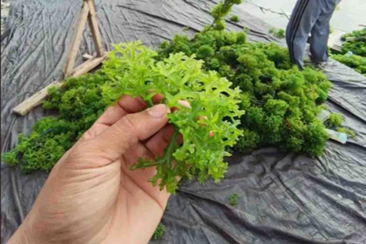 Peluang Investasi Budidaya Rumput Laut Sakul dan Cottonii di Pulau Lapang