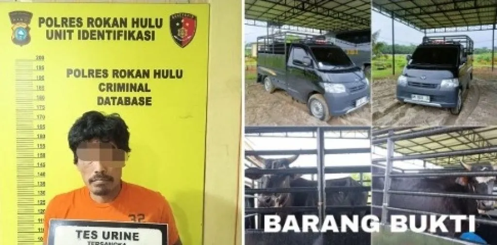 Maling Sapi Tak Berkutik Saat Ditangkap Team Resmob Polres Rohul