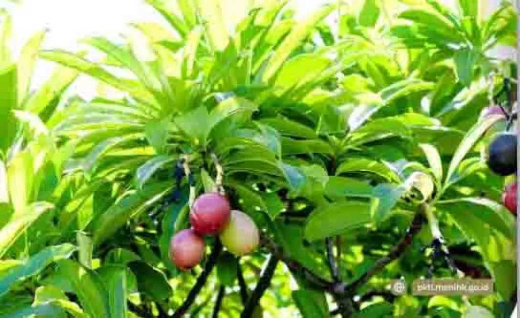 Buah Bintaro dari Sejarah Nama dan Buah Potensial Energi