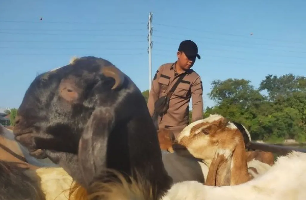 Sertifikat Kesehatan terhadap 800 ekor kambing potong