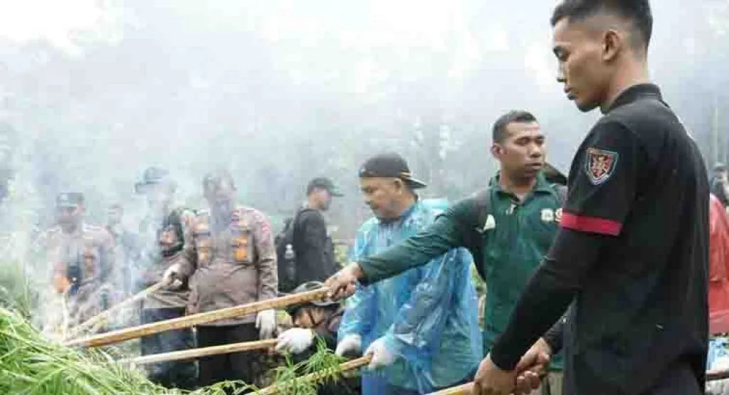 Satu Hektar Ladang Ganja di Aceh Dimusnahkan