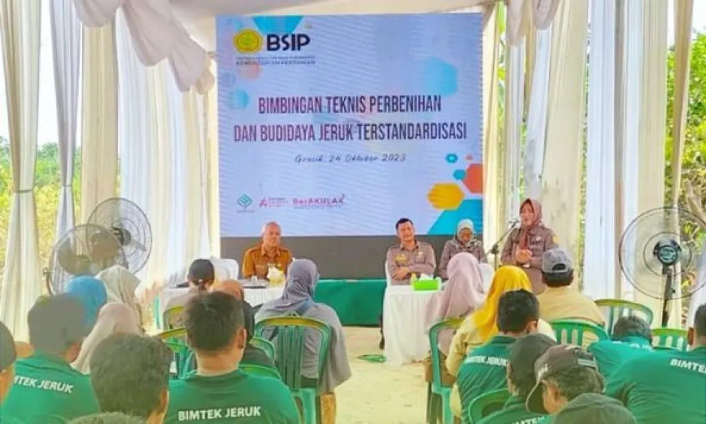Bimbingan Teknis Perbenihan Dan Budidaya Jeruk Terstandar di Gresik