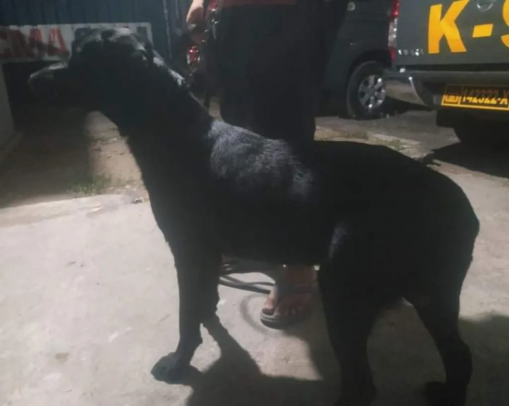 4 Anjing Pelacak dari Surabaya Bertugas ke Mandalika