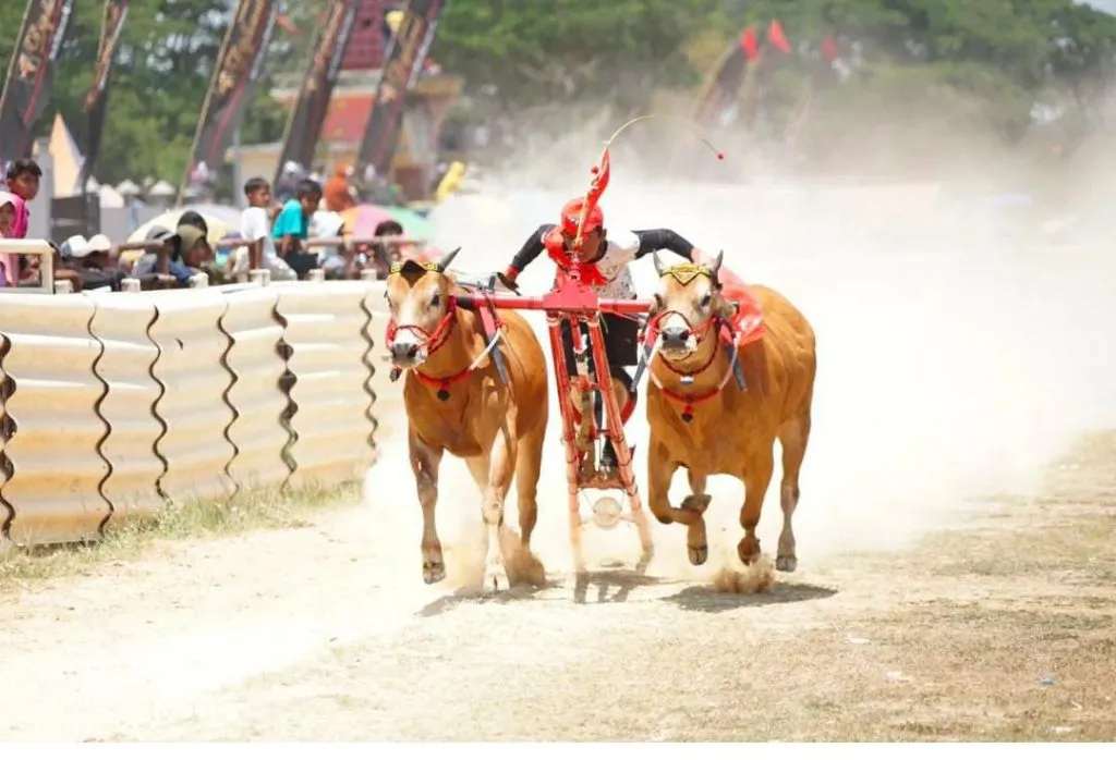 Pemkab Bangkalan Mengadakan Lomba Kerapan Sapi Tradisional