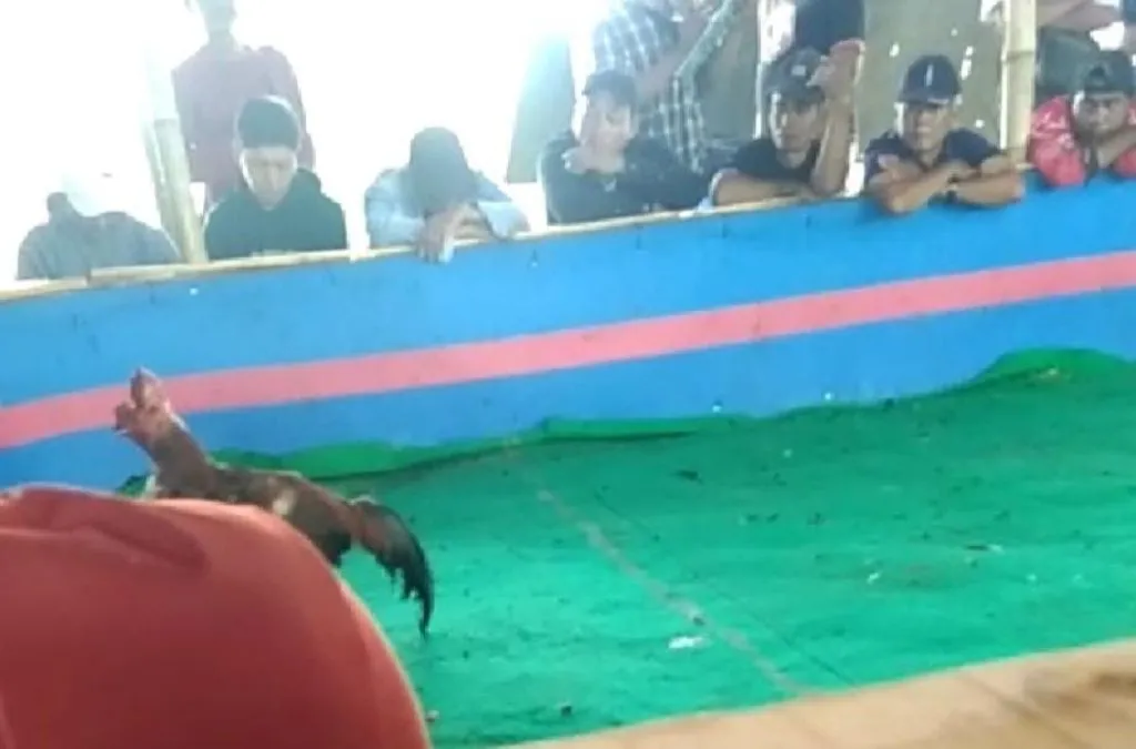 Aktivitas Judi Sabung Ayam di Desa Jetis Lamongan
