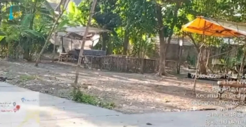 Menelisik Aktivitas Judi Sabung Ayam di Desa Pagerluyung