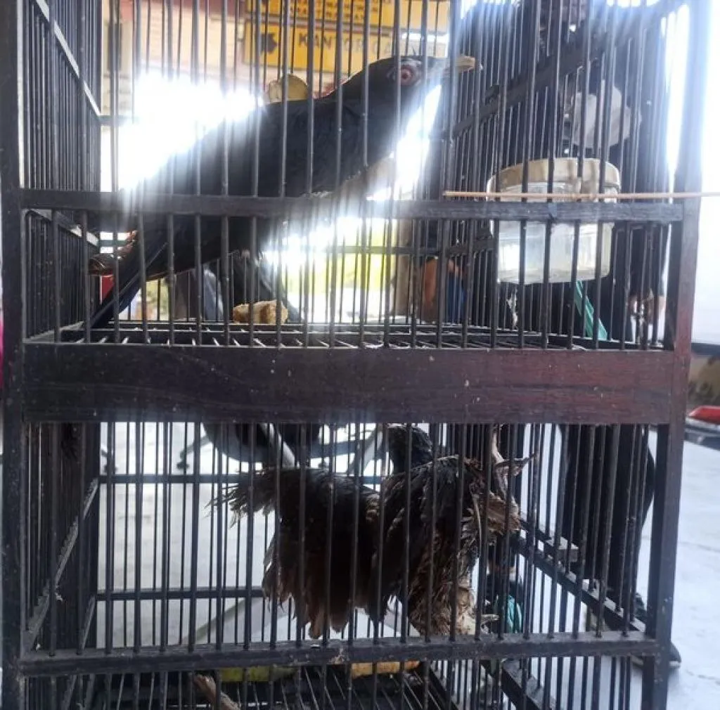 Karantina Surabaya Tahan Burung Tuwu Asal Malaysia