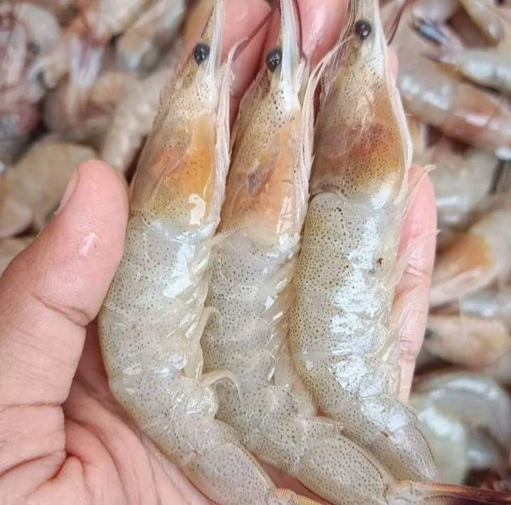 Cara dan Syarat Permohonan Ekspor Udang Vaname