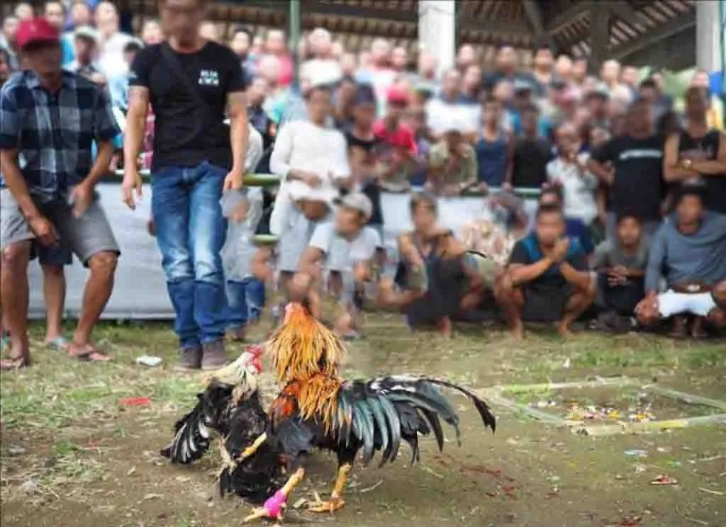 Desa Kendalrejo Dijadikan Pusat Judi Sabung Ayam di Kabupaten Trenggalek