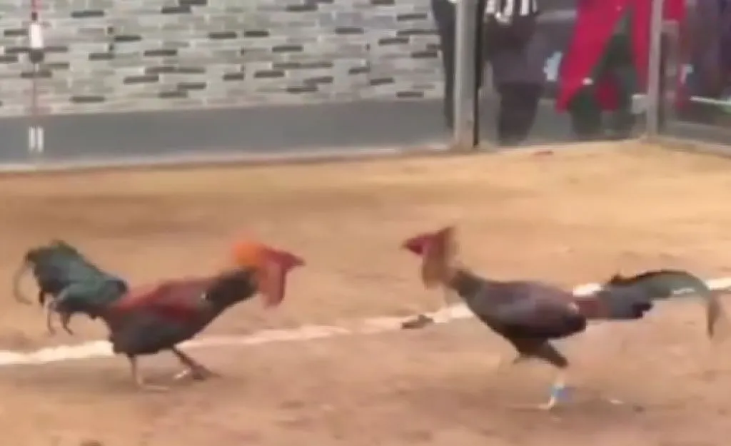 Aktivitas Judi Sabung Ayam di Desa Watu Kenongo Beromzet Puluhan Juta Rupiah